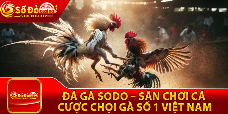 Đá Gà Sodo – Sân Chơi Cá Cược Chọi Gà Số 1 Việt Nam