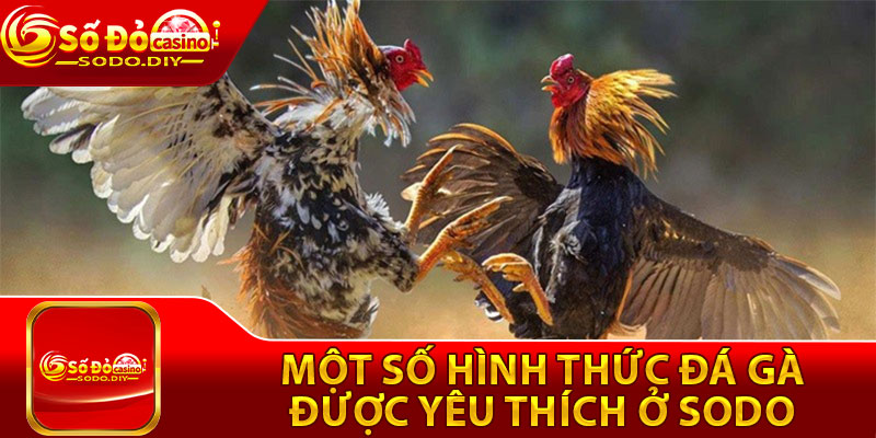 Đá Gà Sodo – Sân Chơi Cá Cược Chọi Gà Số 1 Việt Nam 3 Một số hình thức đá gà được yêu thích ở Sodo