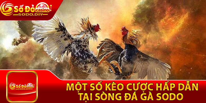 Đá Gà Sodo – Sân Chơi Cá Cược Chọi Gà Số 1 Việt Nam 4 Một số kèo cược hấp dẫn tại sòng đá gà Sodo