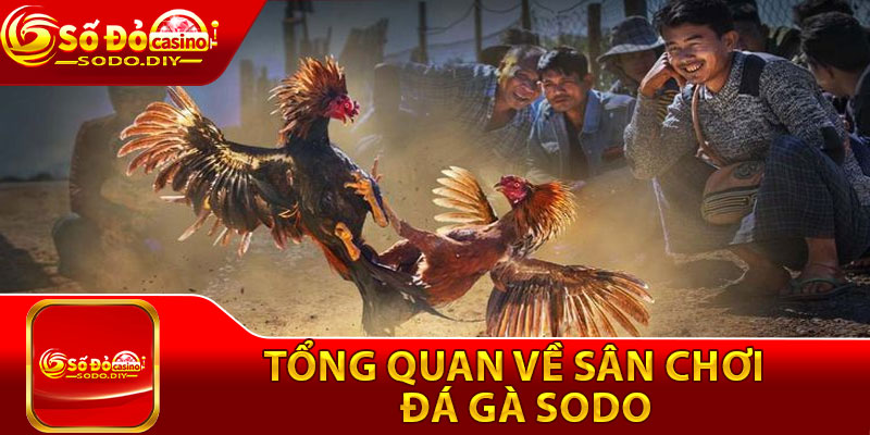 Đá Gà Sodo – Sân Chơi Cá Cược Chọi Gà Số 1 Việt Nam 2 Tong quan ve san choi da ga Sodo